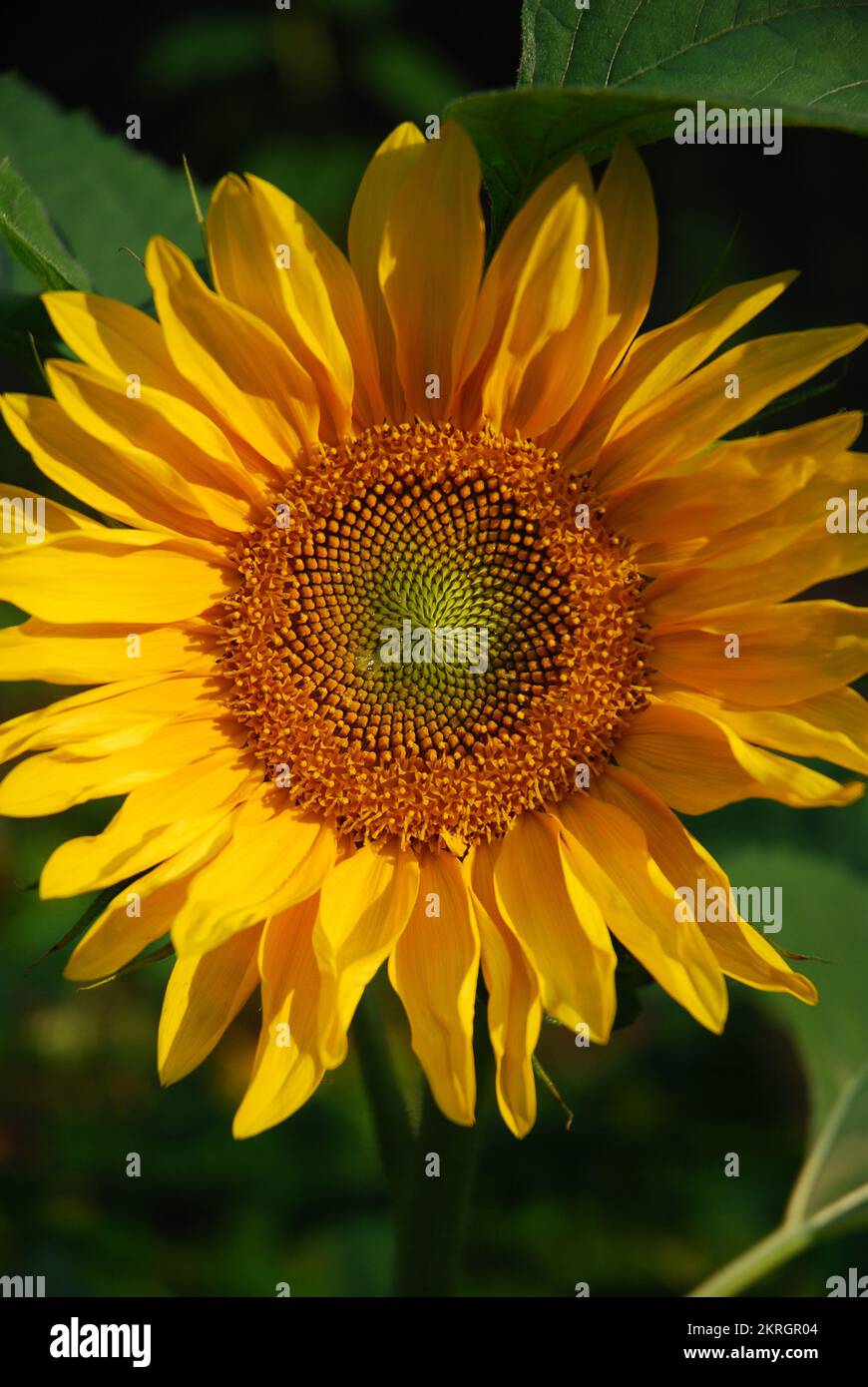 Sunflower blooms in the garden. Sunset. Dark black background Stock