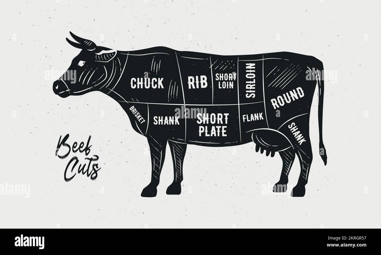 Vector Cuts of Beef. Butcher Diagram, scheme, chart. Cow sketch silhouette isolated on white background. Vintage Poster for butcher shop, barbecue. Stock Vector