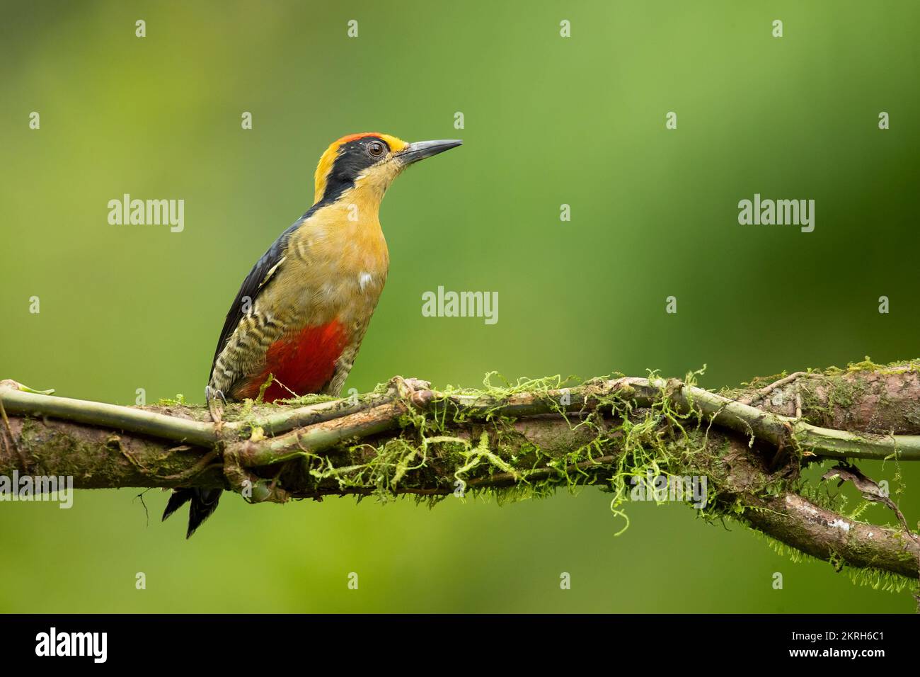 The golden-naped woodpecker (Melanerpes chrysauchen) is a species of bird in the woodpecker family Picidae. Stock Photo