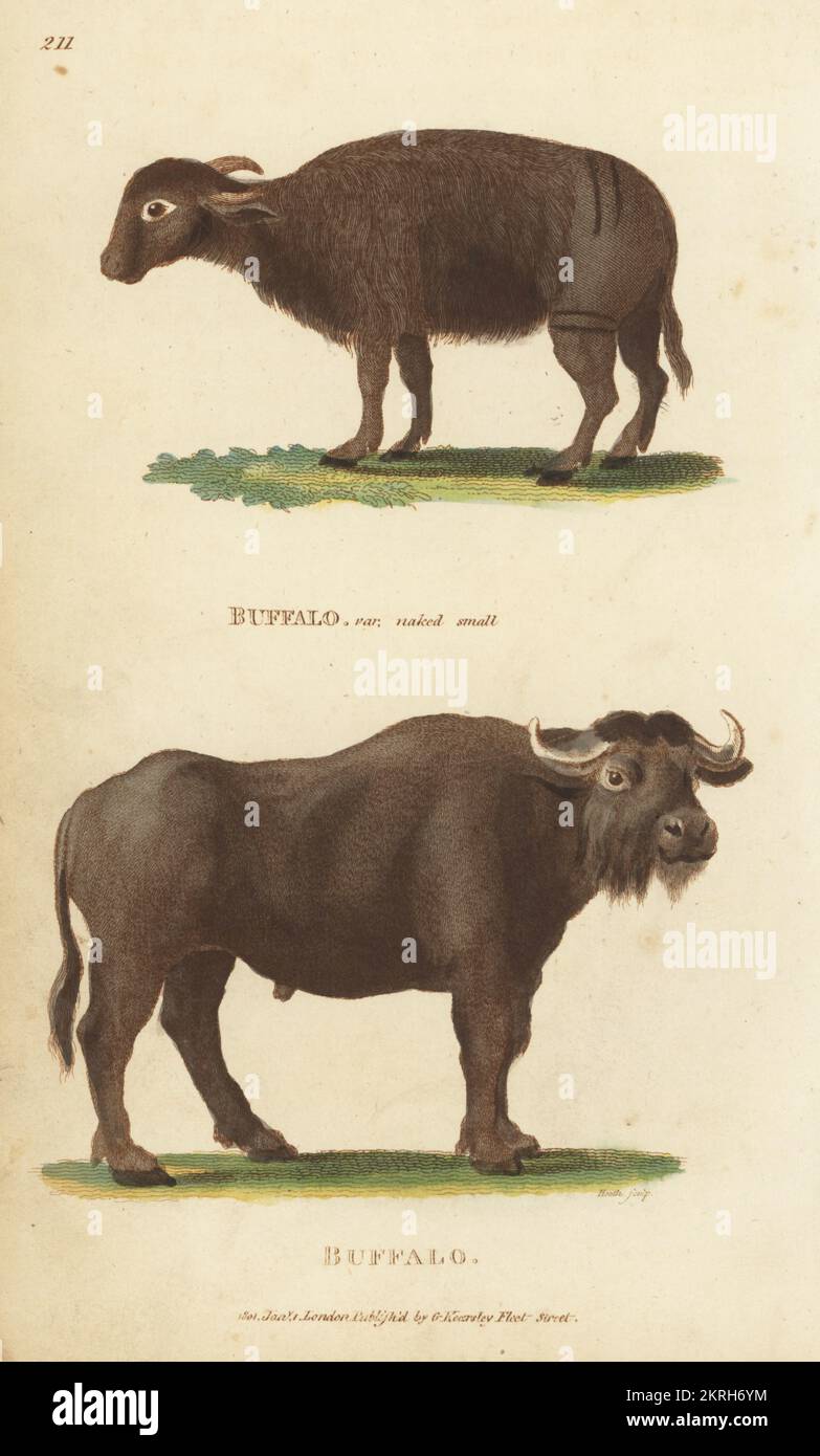 Small naked Indian buffalo of Pennant and African buffalo, Syncerus