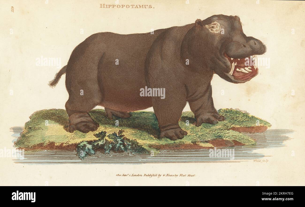 Common hippo or hippopotamus, Hippopotamus amphibius. Handcoloured