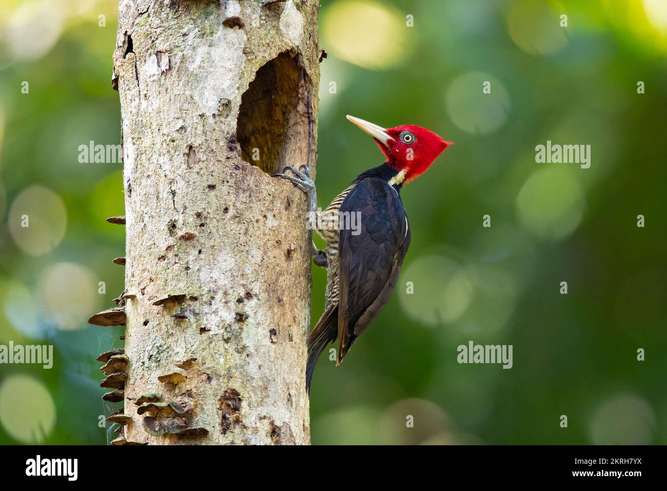 Pale-billed woodpecker Stock Photo