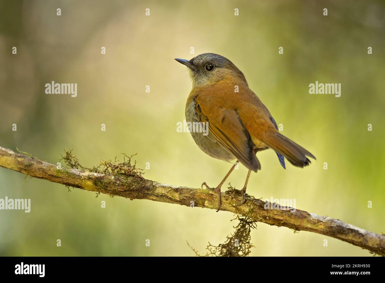 Black-billed nightingale-thrush (Catharus gracilirostris) is a small thrush endemic to the highlands of Costa Rica and western Panama. Stock Photo