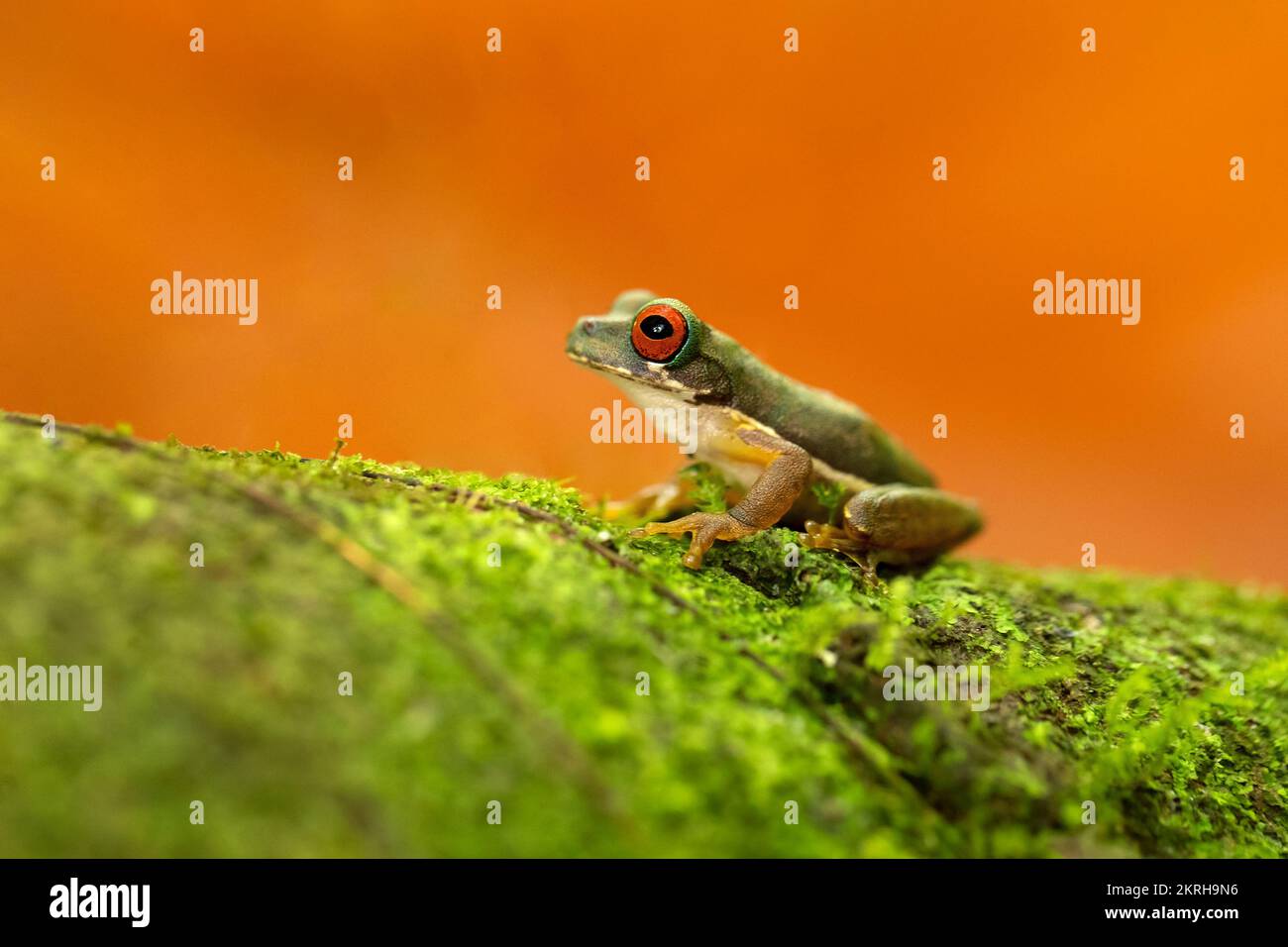 Rufous-eyed brook frog or rufous-eyed stream frog (Duellmanohyla rufioculis), is a species of frog in the family Hylidae. Stock Photo