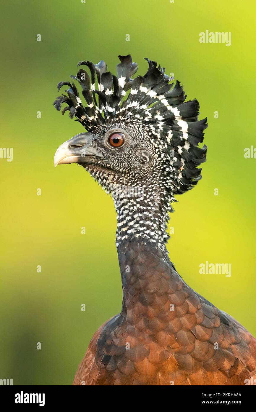 Great curassow (Crax rubra) is a large, pheasant-like bird from the Neotropical rainforests Stock Photo