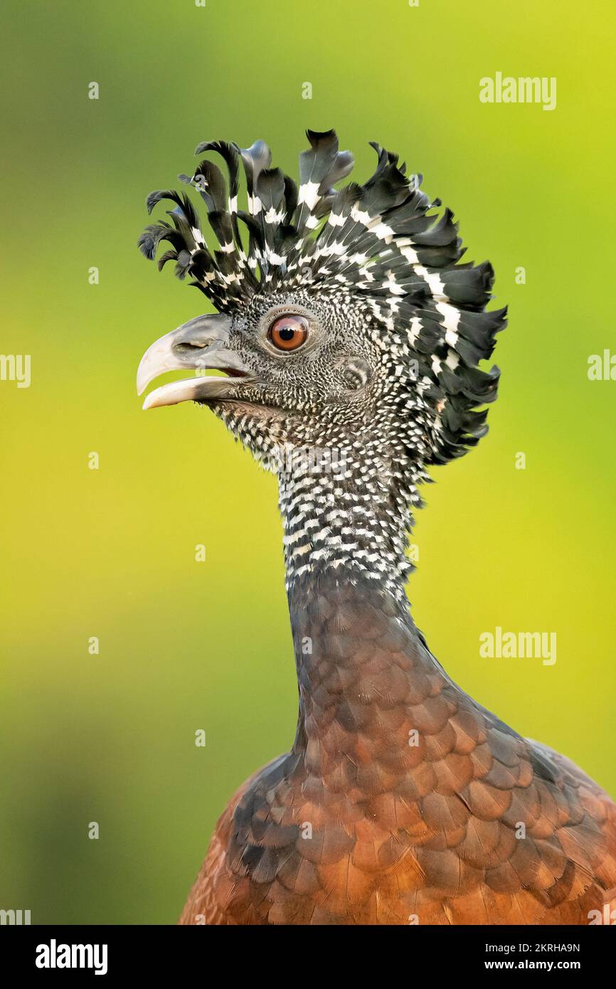 Great curassow (Crax rubra) is a large, pheasant-like bird from the Neotropical rainforests Stock Photo
