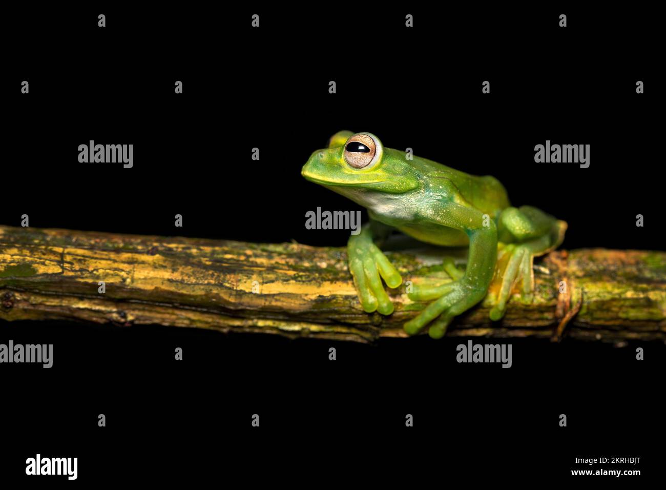 Palmer's tree frog Stock Photo