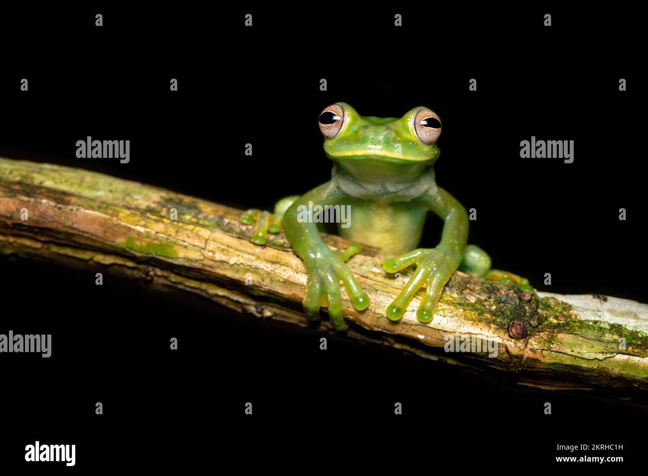 Palmer's tree frog Stock Photo