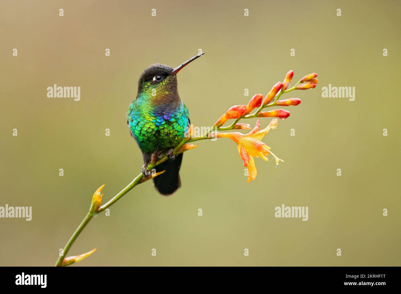 Fiery-throated hummingbird Stock Photo