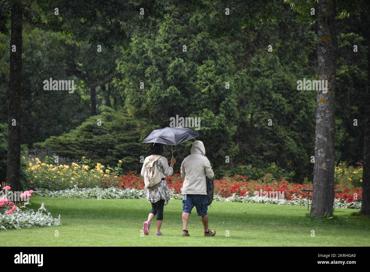 A man and woman walking in rain in a park. The woman has an umbrella and the man a hood on the head. Stock Photo