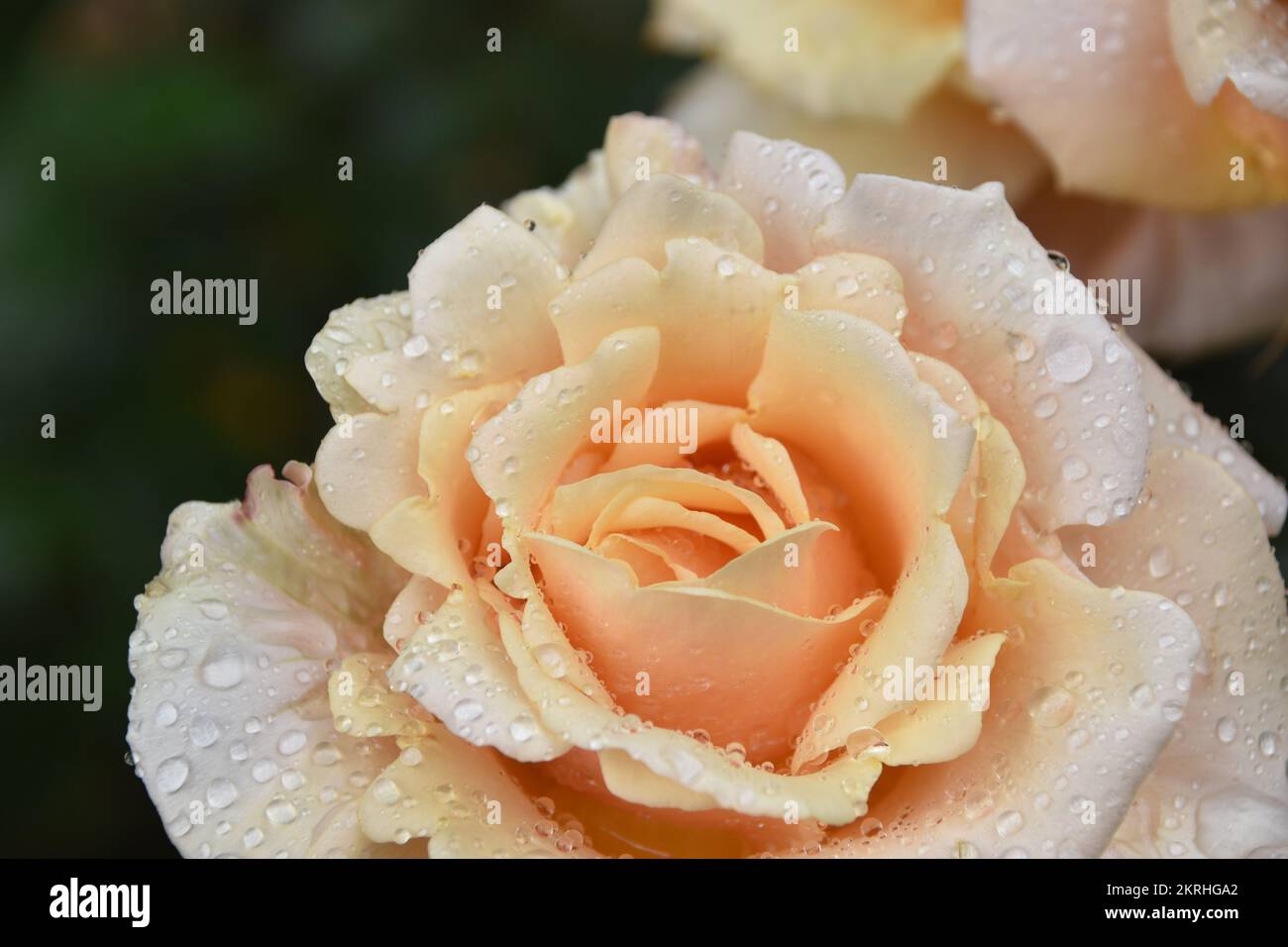Rose flower in full blossom. It is close up view and the background is defocused. Stock Photo