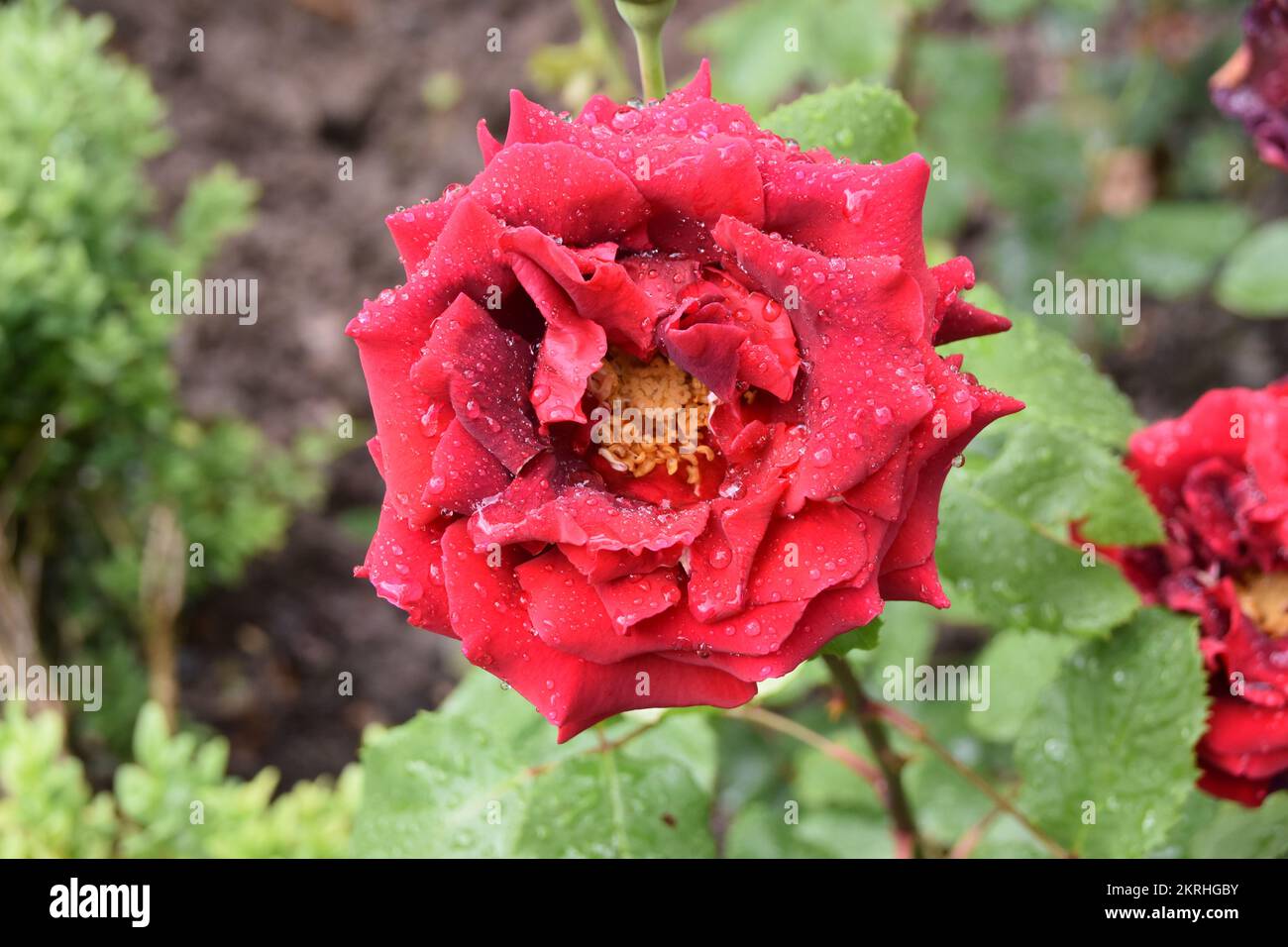 Rose flower in full blossom but some petals are slightly faded petals. Stock Photo