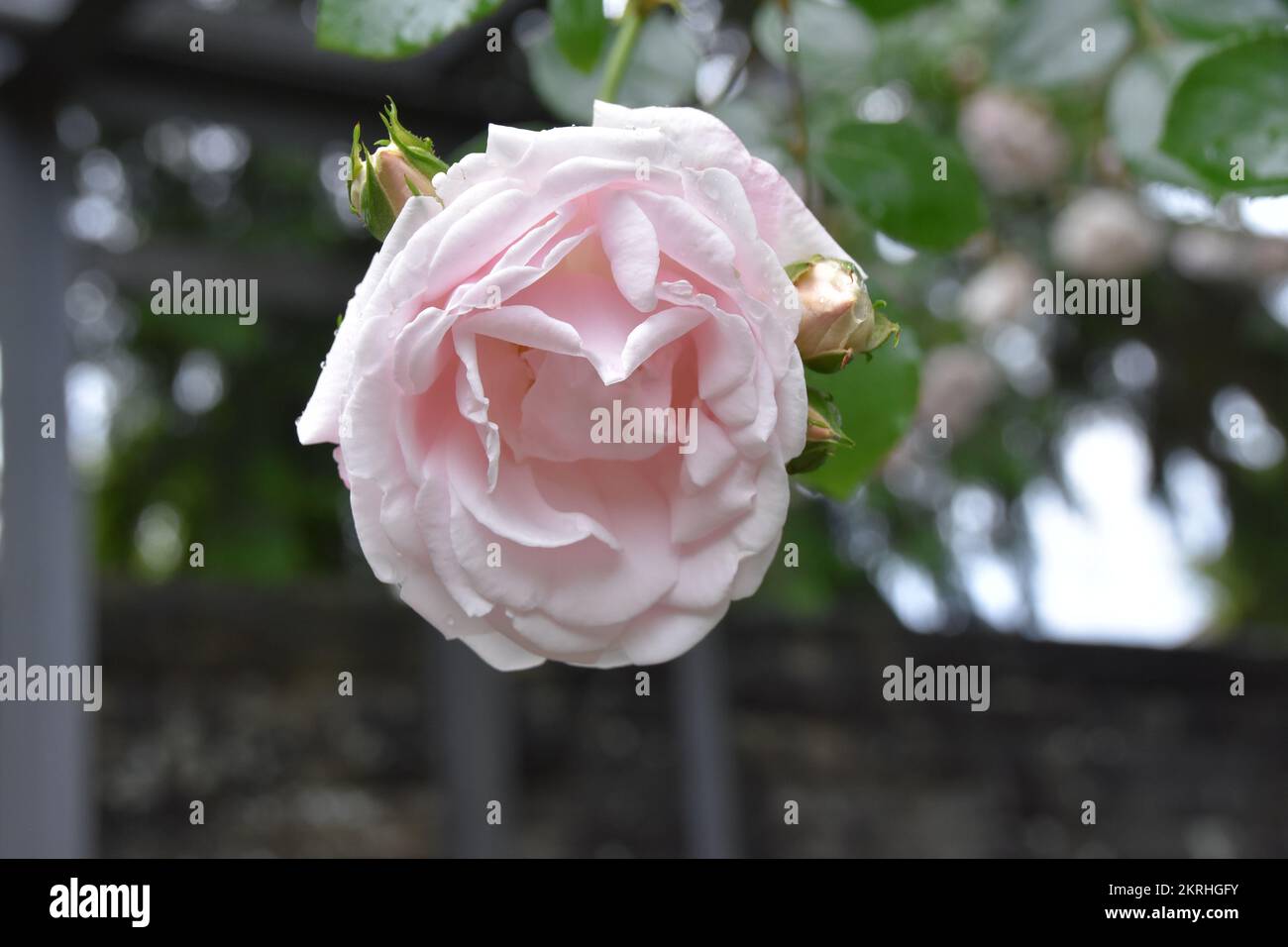 Rose flower in full blossom. It is close up view and on background there are some more defocused roses. Stock Photo