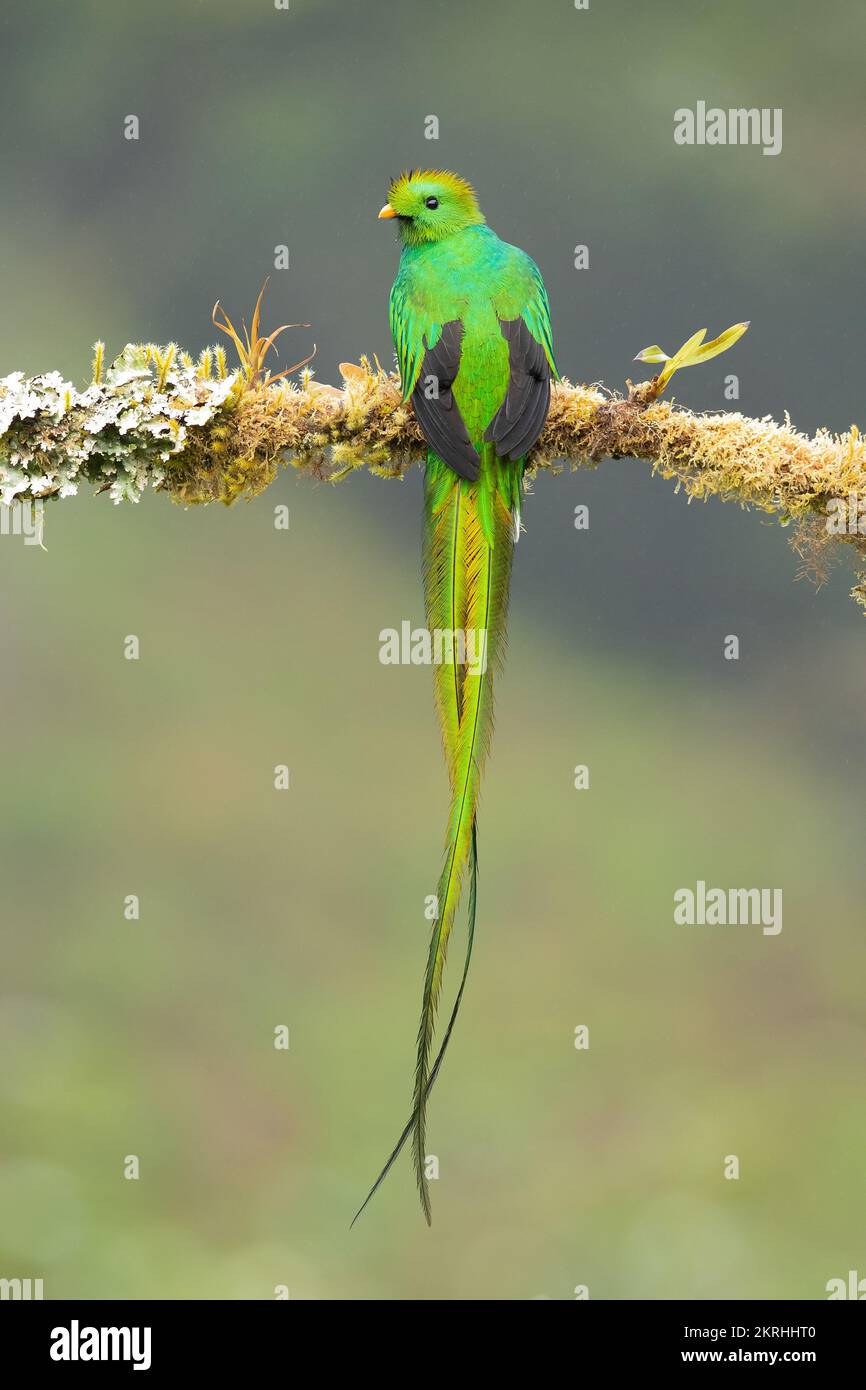 Quetzal feathers hires stock photography and images Alamy