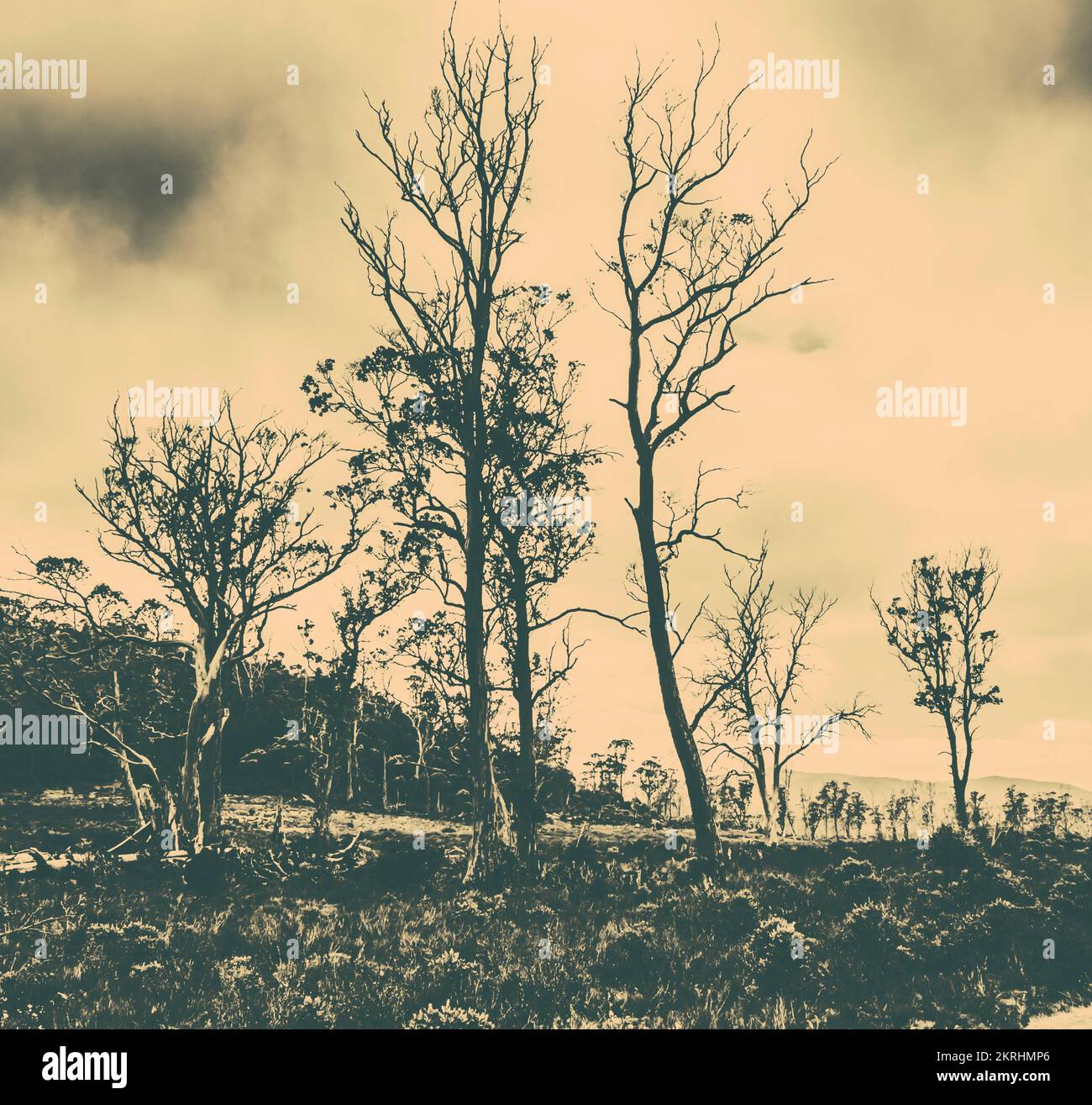 Dramatic dusk in a landscaped scene of wild Australian scrublands. Taken Cradle Mountain Dramatic dusk in a landscaped scene of wild Australian scrublands. Taken Cradle Mountain