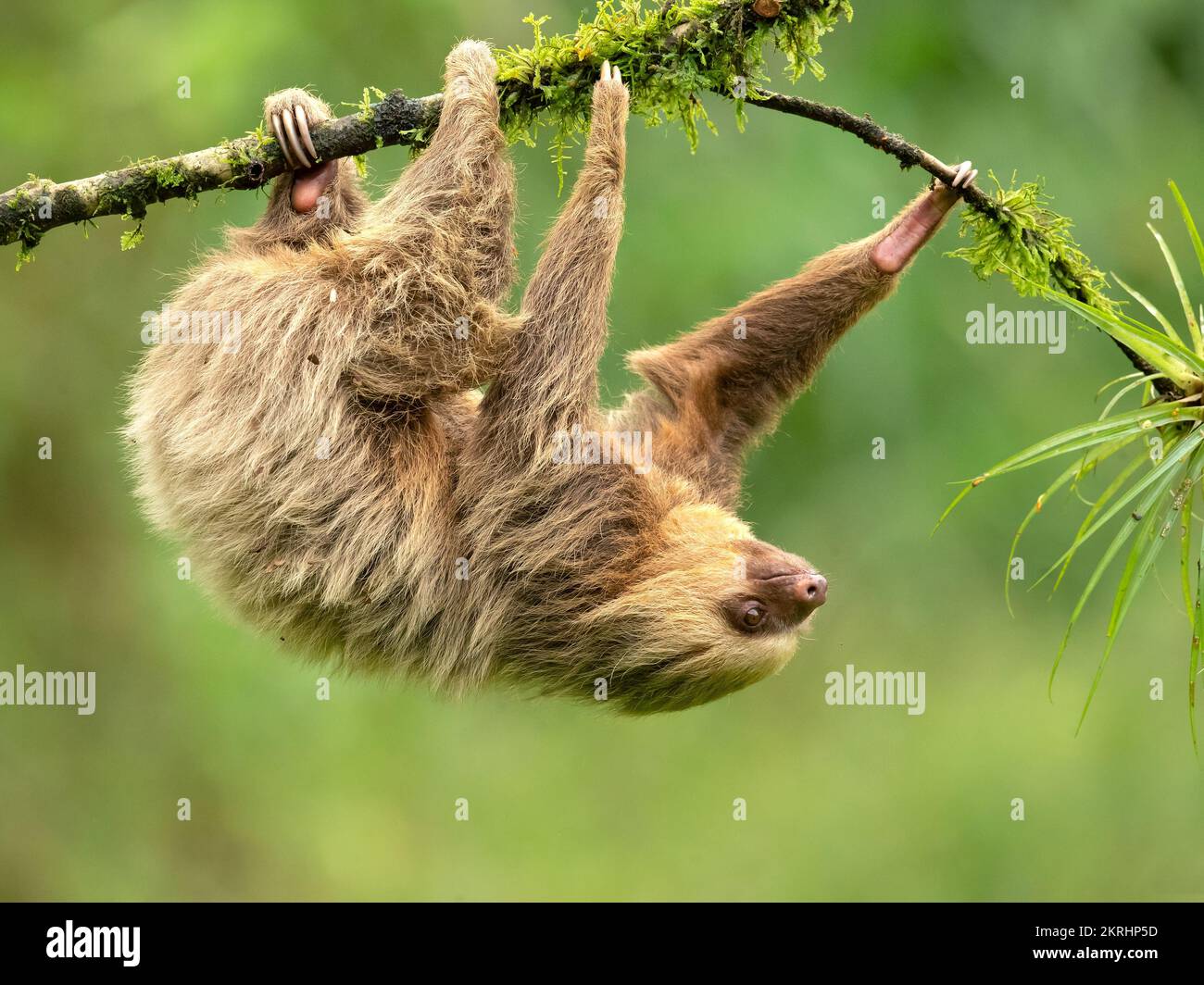 Hoffmann's two-toed sloth Stock Photo - Alamy