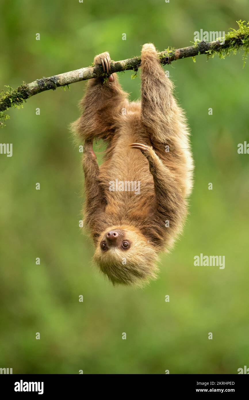 Hoffmann's two-toed sloth Stock Photo - Alamy