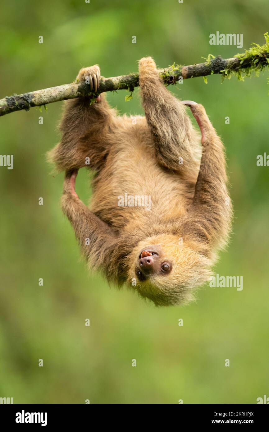 Hoffmann's two-toed sloth Stock Photo
