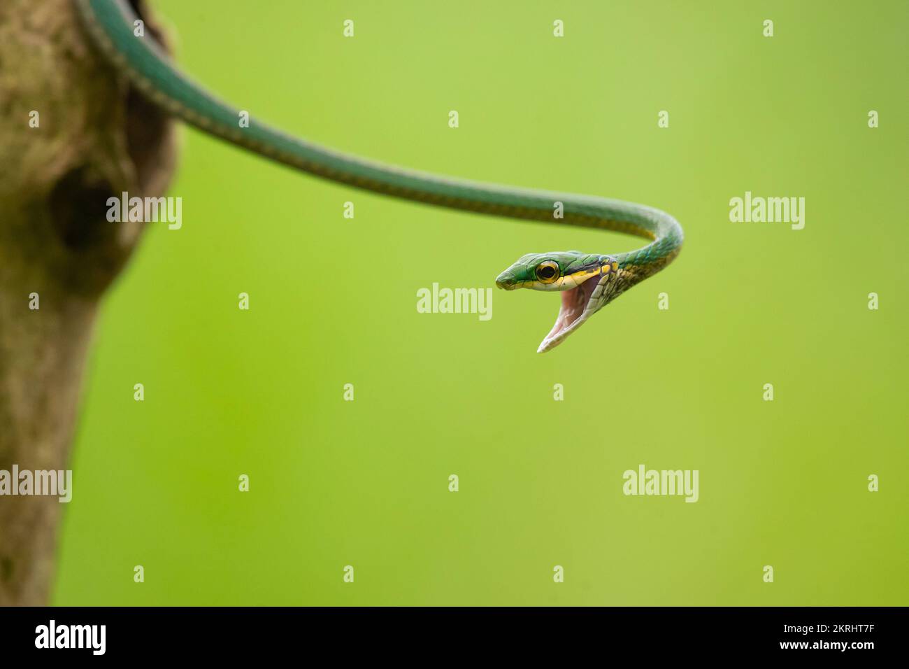 Parrot snake Stock Photo