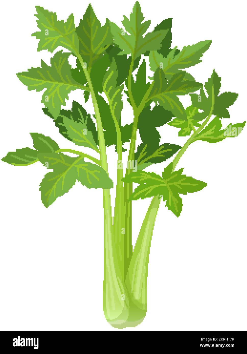 celery fresh cartoon vector illustration Stock Vector Image & Art Alamy