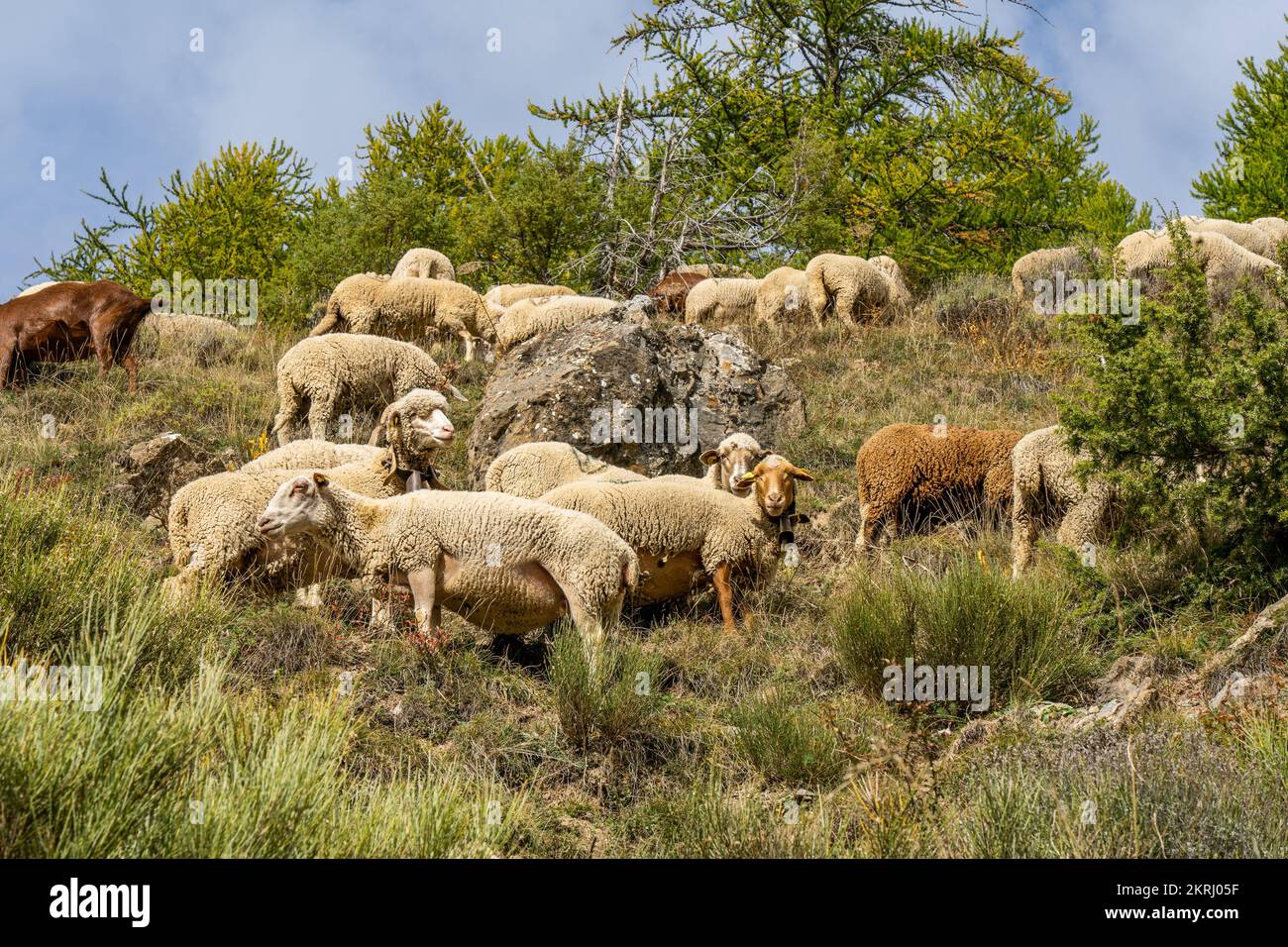 Flock of sheep graze on the a pasture in the highlands, in the fall ...