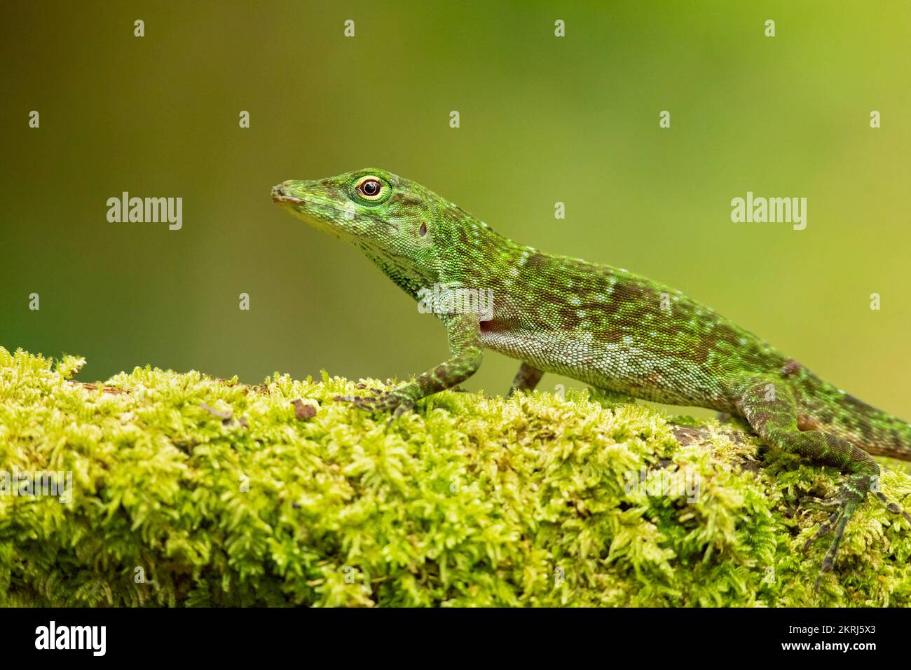 Neotropical green anole Stock Photo