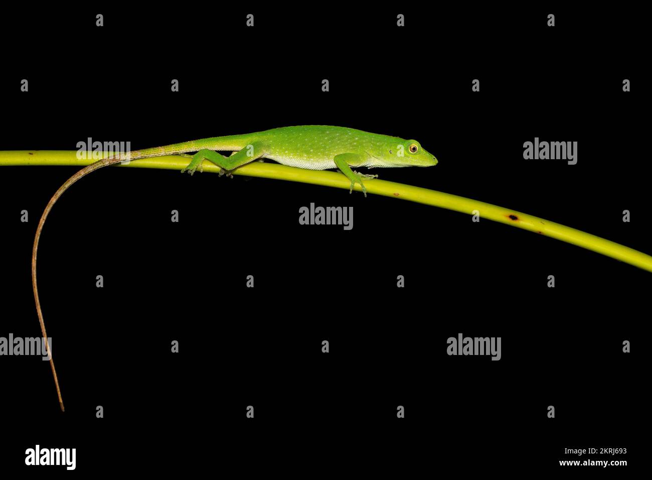 Neotropical green anole Stock Photo