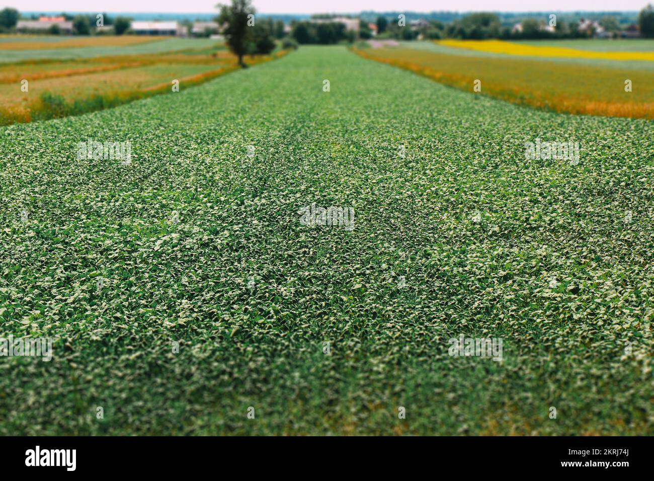 Young green bean plant grow up in soil on cultivated field Stock Photo ...