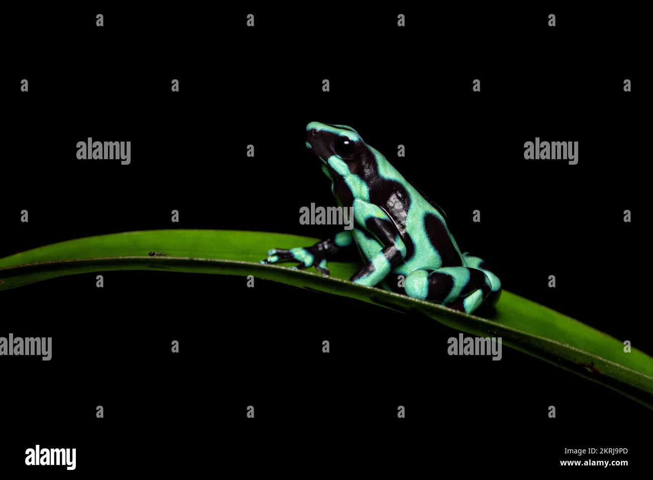 Green and black poison dart frog Stock Photo