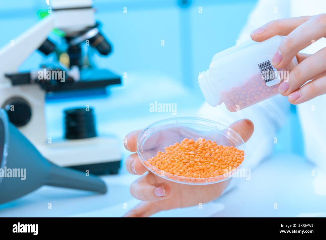 food quality inspection laboratory lentil seeds in a petri dish for