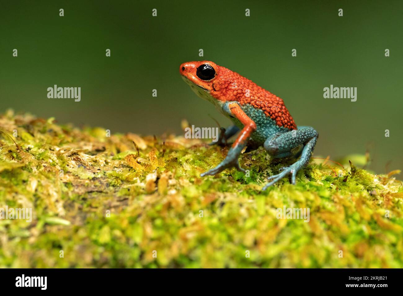 Granular poison frog Stock Photo
