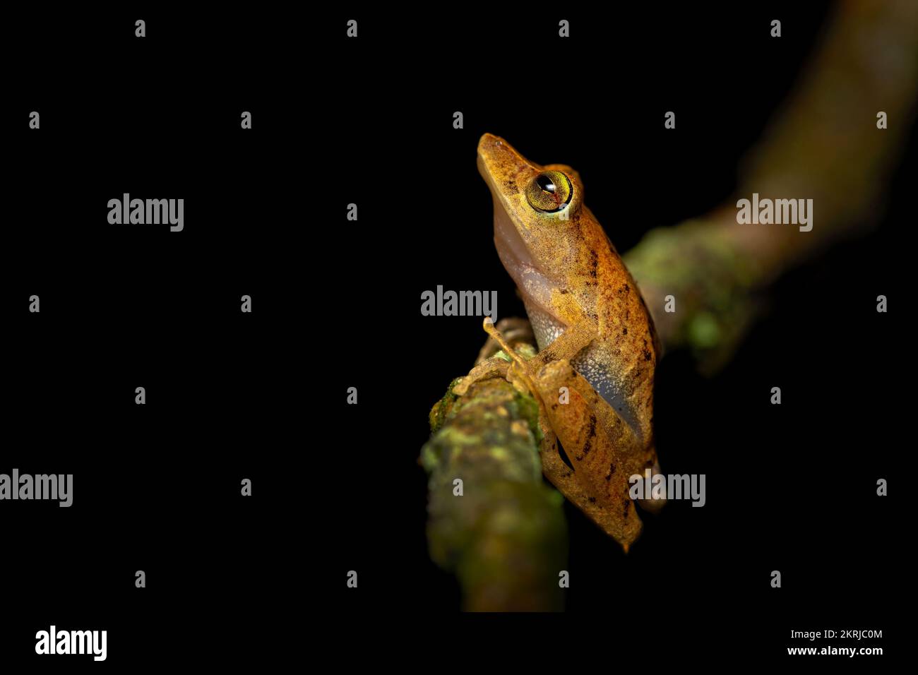 La Loma robber frog Stock Photo