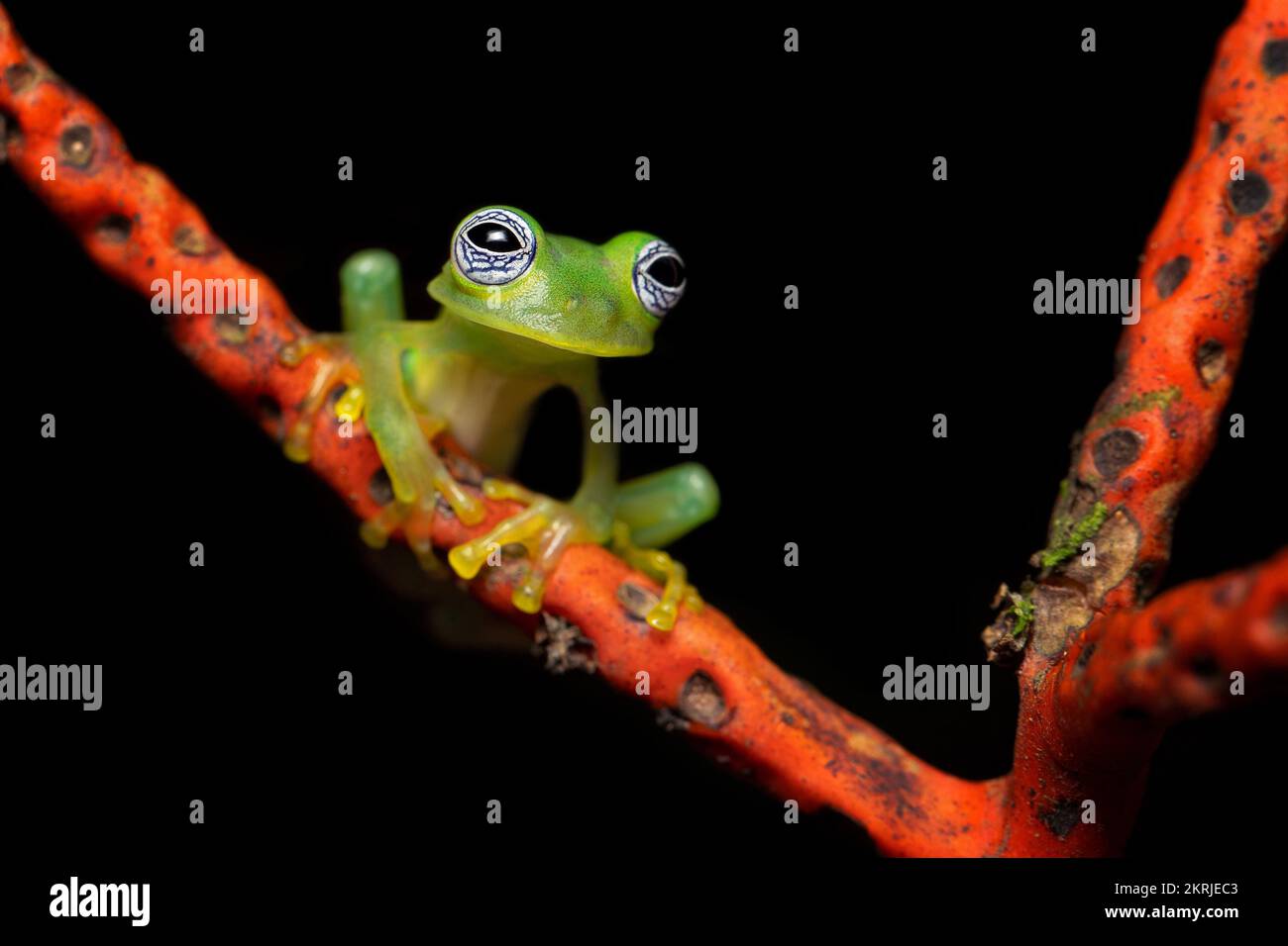 Limon giant glass frog Stock Photo