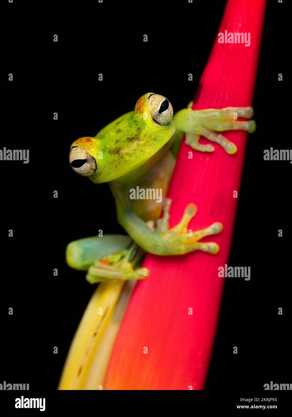Canal Zone tree frog Stock Photo