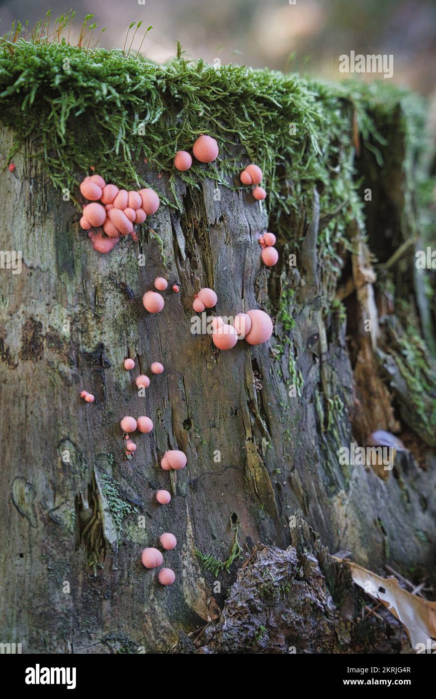 Wood lycogala, lycogala epidendrum, commonly known as wolf's milk. Small bright mushrooms - mucus grow on half-rotten stumps. Stock Photo