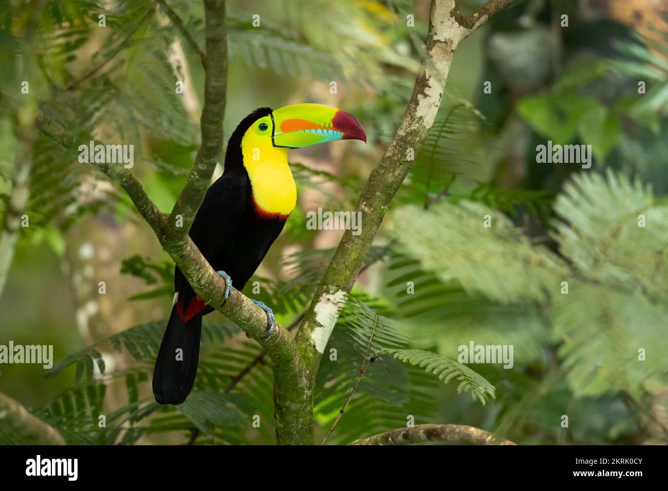 Keel-billed toucan Stock Photo