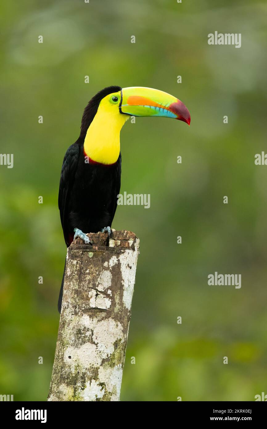 Keel-billed toucan Stock Photo