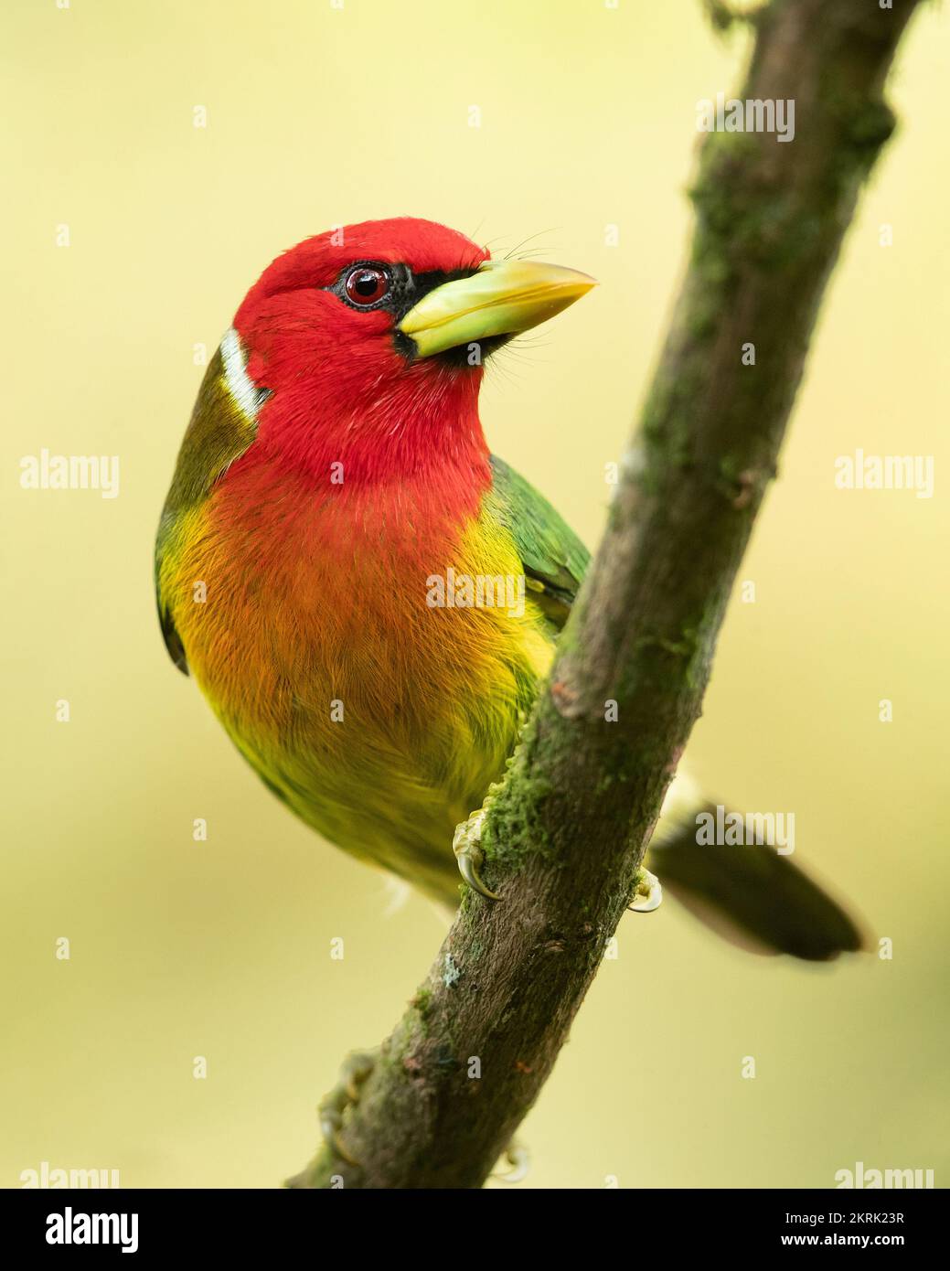Red-headed barbet Stock Photo