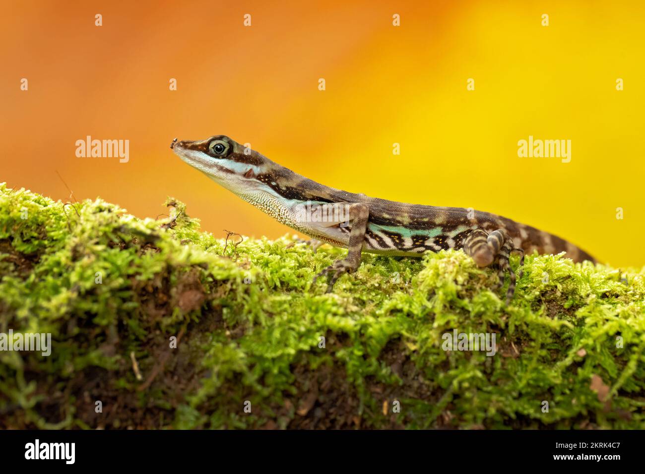 Water anole Stock Photo