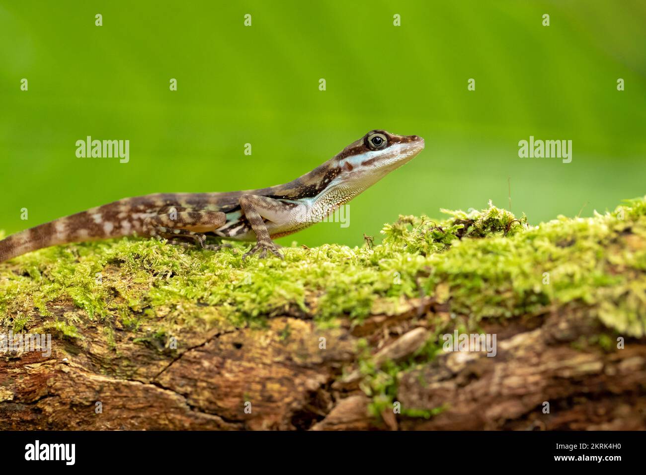 Water anole Stock Photo