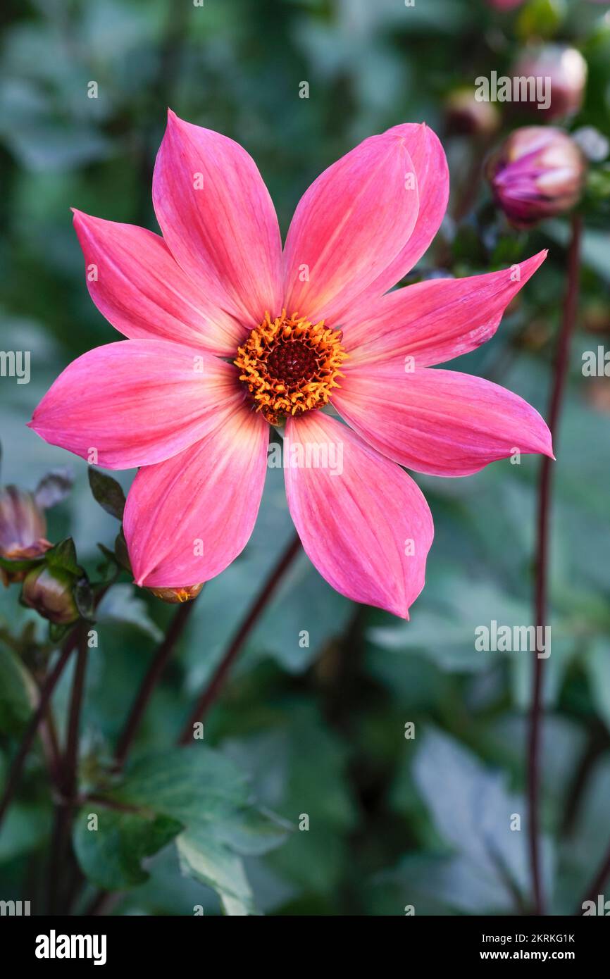 Dahlia ‘Twyning’s Revel’, single dahlia, pink petals glowing yellow at
