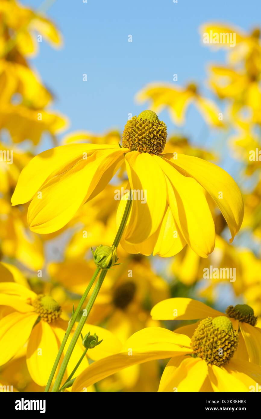 Rudbeckia maxima,great coneflower, cabbage leaf coneflower, large