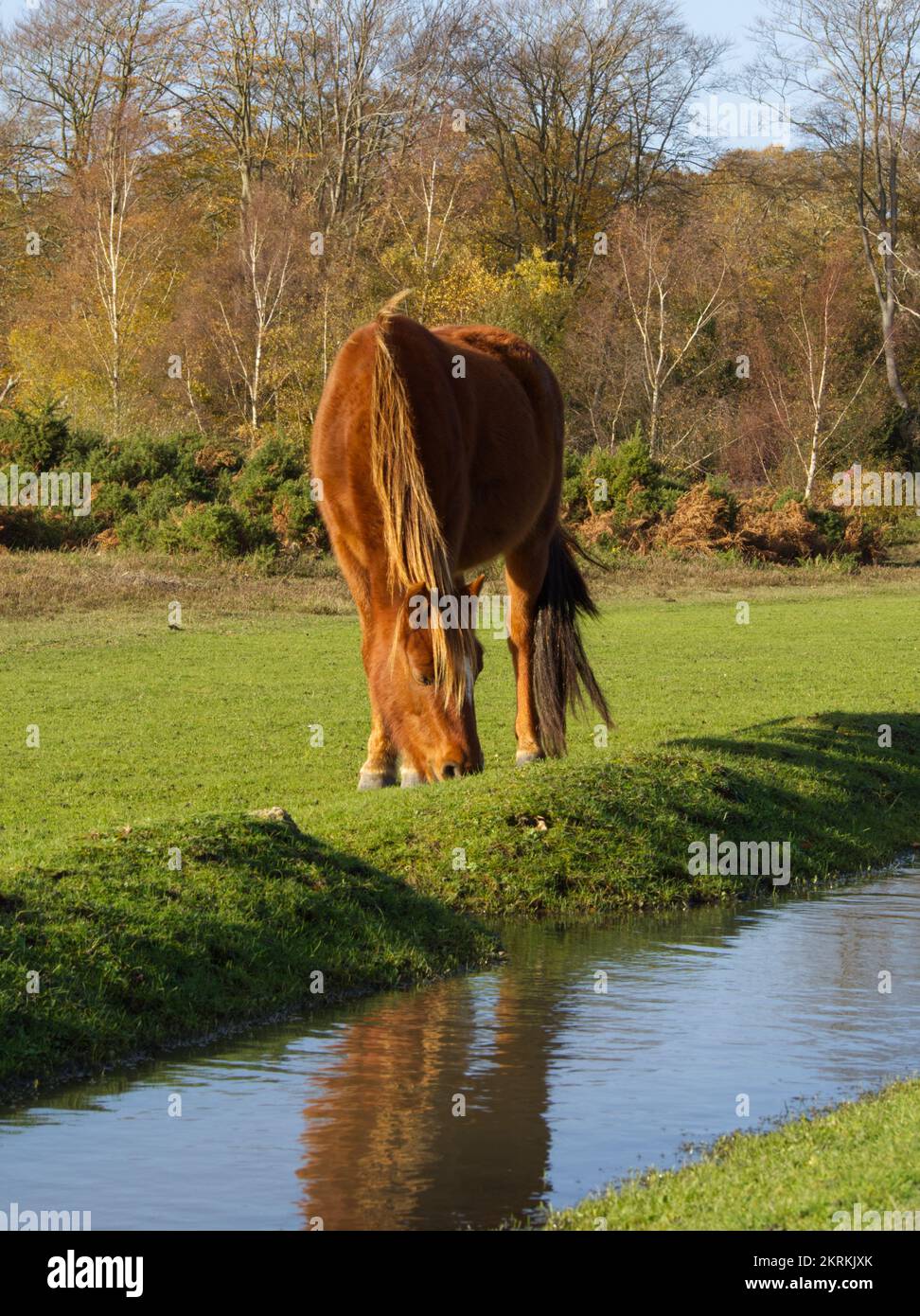 New forest pony grazing by water in New Forest Stock Photo