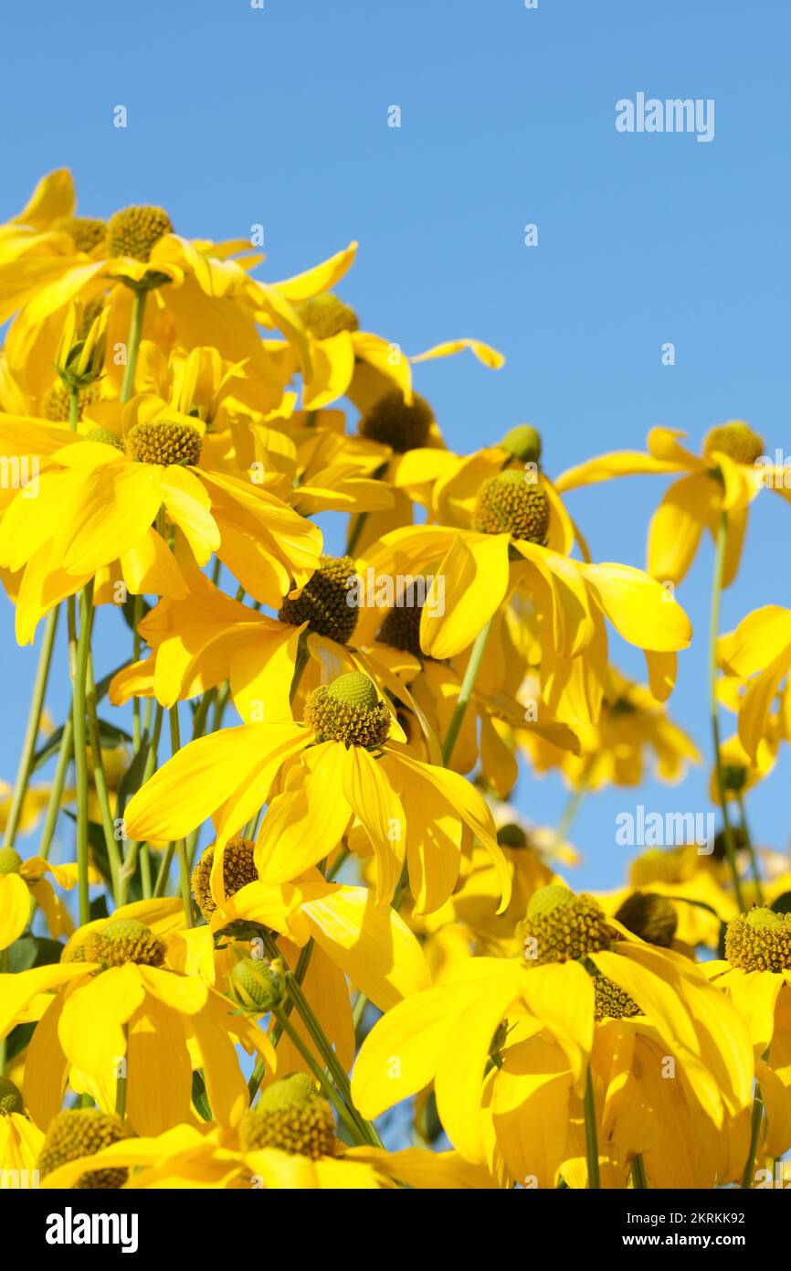 Rudbeckia maxima,great coneflower, cabbage leaf coneflower, large
