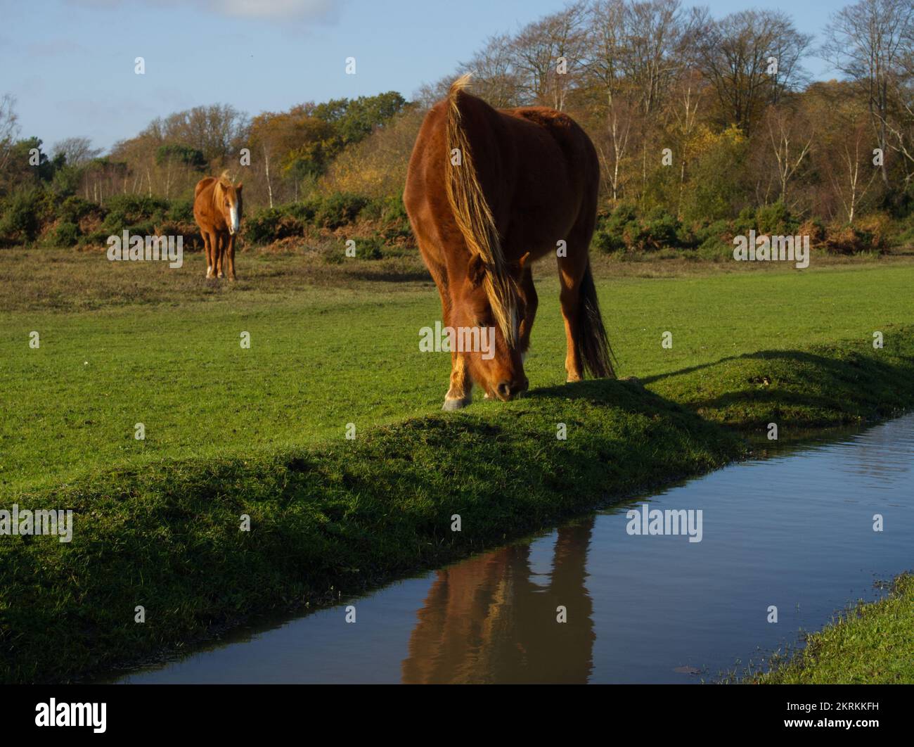 New forest pony grazing by water in New Forest Stock Photo - Alamy