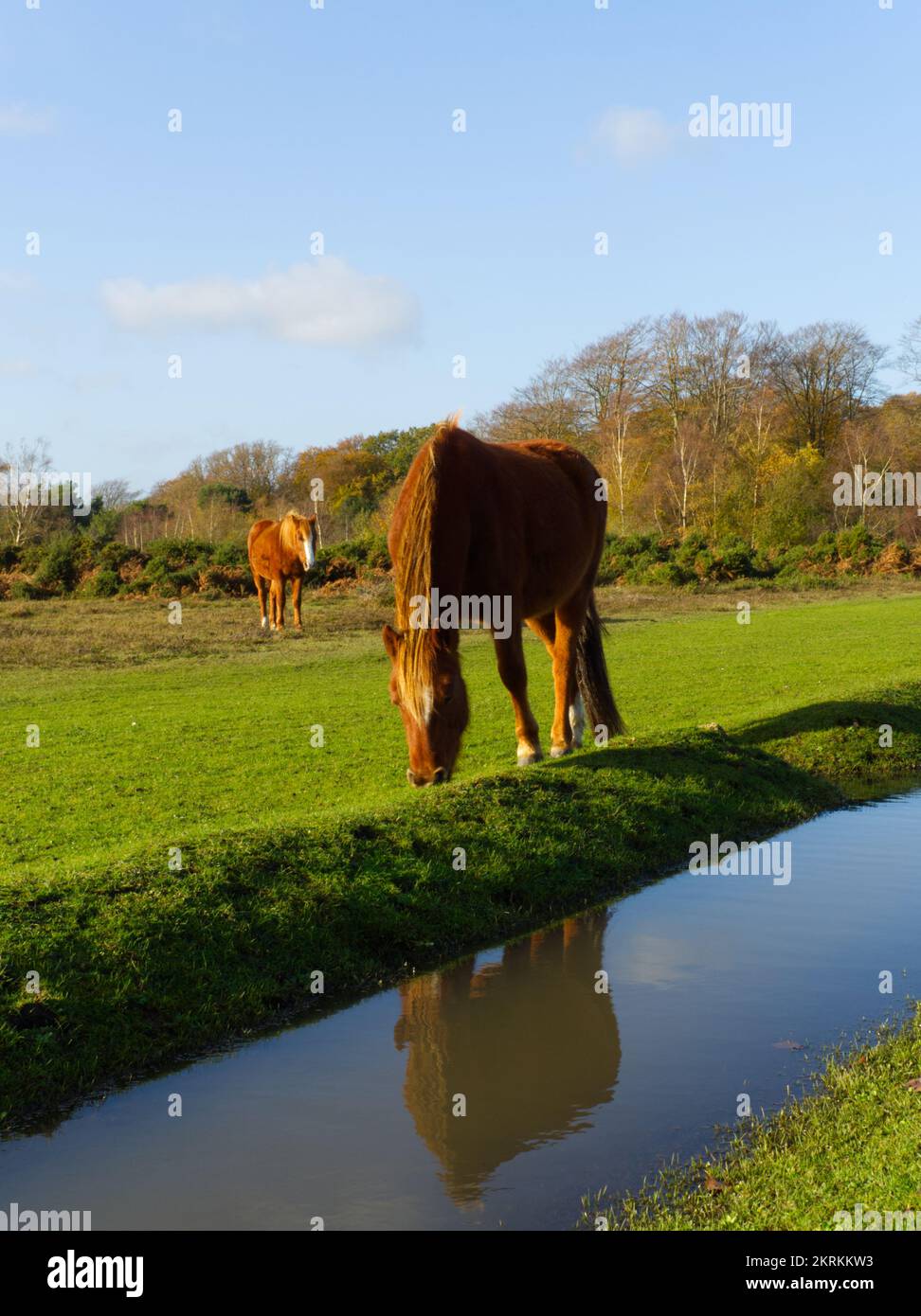 New forest pony grazing by water in New Forest Stock Photo