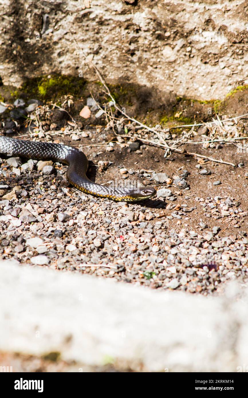 Wild tiger snake slithering on rugged stony path of dry river bed