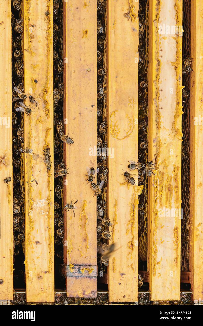 Bee Crawling Top view of many bees crawling on golden honeycomb making honey in ...