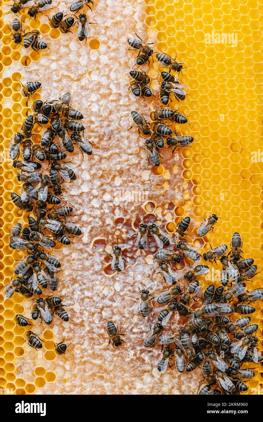 Bee Crawling Top view of many bees crawling on golden honeycomb making honey in ...
