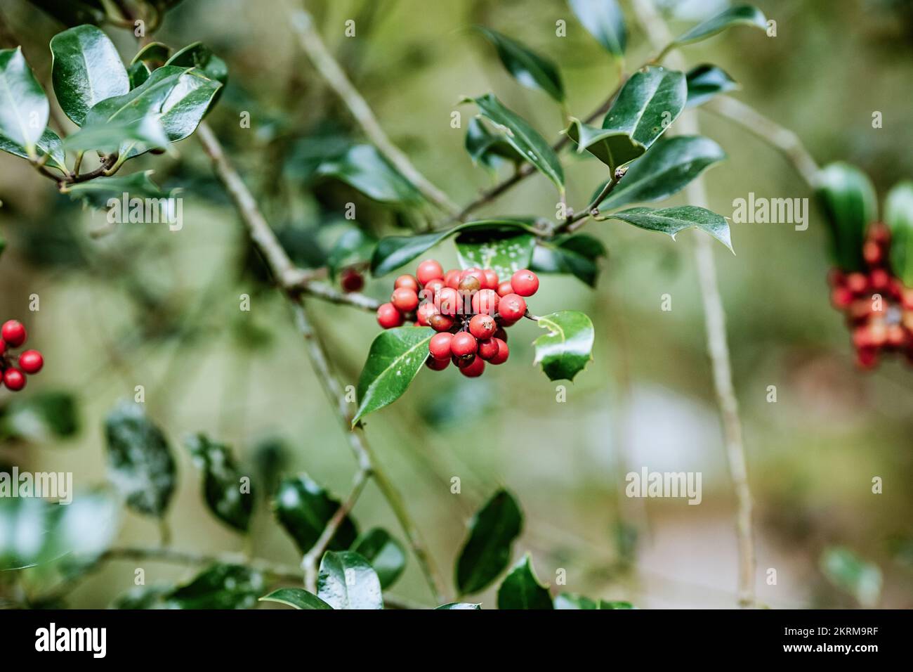 Thin branch of tree with green leaves and red berries hanging on ...